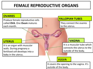 OVARIES
Produce female reproductive cells
called OVA. One Ovum matures
each month.
FALLOPIAN TUBES
They connect the ovaries
to the uterus.
UTERUS
It is an organ with muscular
walls. During pregnany a
fertilised cell develops into a
baby in the uterus.
VAGINA
It is a muscular tube which
connects the uterus to the
outside of the body.
VULVA
It covers the opening to the vagina. It’s
outside of the body.
FEMALE REPRODUCTIVE ORGANS
 