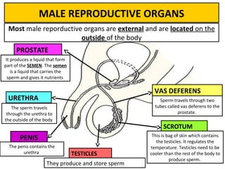 MALE REPRODUCTIVE ORGANS
Most male reporductive organs are external and are located on the
outside of the body
TESTICLES
VAS DEFERENS
PROSTATE
URETHRA
PENIS
SCROTUM
They produce and store sperm
This is bag of skin which contains
the testicles. It regulates the
temperature. Testicles need to be
cooler than the rest of the body to
produce sperm.
Sperm travels through two
tubes called vas deferens to the
prostate.
It produces a liquid that form
part of the SEMEN. The semen
is a liquid that carries the
sperm and gives it nutrients
The sperm travels
through the urethra to
the outside of the body
The penis contains the
urethra
 
