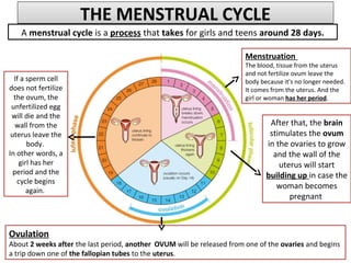 A menstrual cycle is a process that takes for girls and teens around 28 days.
THE MENSTRUAL CYCLETHE MENSTRUAL CYCLE
If a sperm cell
does not fertilize
the ovum, the
unfertilized egg
will die and the
wall from the
uterus leave the
body.
In other words, a
girl has her
period and the
cycle begins
again.
Menstruation
The blood, tissue from the uterus
and not fertilize ovum leave the
body because it's no longer needed.
It comes from the uterus. And the
girl or woman has her period.
After that, the brain
stimulates the ovum
in the ovaries to grow
and the wall of the
uterus will start
building up in case the
woman becomes
pregnant
Ovulation
About 2 weeks after the last period, another OVUM will be released from one of the ovaries and begins
a trip down one of the fallopian tubes to the uterus.
 
