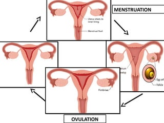 MENSTRUATION
OVULATION
 