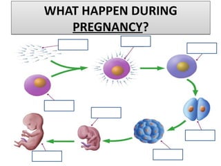 WHAT HAPPEN DURING
PREGNANCY?
WHAT HAPPEN DURING
PREGNANCY?
 