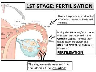 1ST STAGE: FERTILISATION1ST STAGE: FERTILISATION
The egg (ovum) is released into
the falopian tube (ovulation).
During the sexual act/intercourse
the sperm are deposited in the
woman’s vagina. They use their
tails to reach the OVUM and
ONLY ONE SPERM can fertilise it
(the ovum).
FERTILISATION
That union produces a cell called
ZYGOTE and starts to divide and
multiply.
 