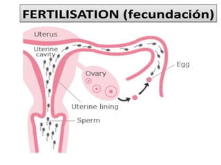 FERTILISATION (fecundación)FERTILISATION (fecundación)
 