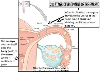 2ndSTAGE:DEVELOPMENTOFTHEEMBRYO2ndSTAGE:DEVELOPMENTOFTHEEMBRYO
After fertilisation, the zygote
travels to the uterus at the
same time it carries on
dividing until it becomes an
EMBRYO.
The embryo
attaches itself
onto the
lining (wall) of
the uterus
where it
continues to
grow.
After the 2nd month the embryo is
about the size of an adult’s THUMB
After the 2nd month the embryo is
about the size of an adult’s THUMB
 