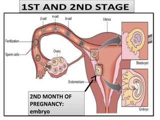 1ST AND 2ND STAGE1ST AND 2ND STAGE
2ND MONTH OF
PREGNANCY:
embryo
2ND MONTH OF
PREGNANCY:
embryo
 