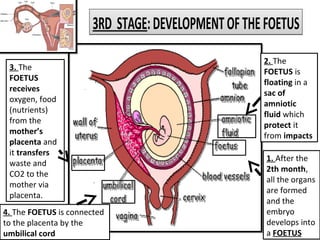 3. The
FOETUS
receives
oxygen, food
(nutrients)
from the
mother’s
placenta and
it transfers
waste and
CO2 to the
mother via
placenta.
3RD STAGE:DEVELOPMENTOFTHEFOETUS3RD STAGE:DEVELOPMENTOFTHEFOETUS
1. After the
2th month,
all the organs
are formed
and the
embryo
develops into
a FOETUS
2. The
FOETUS is
floating in a
sac of
amniotic
fluid which
protect it
from impacts
4. The FOETUS is connected
to the placenta by the
umbilical cord
 