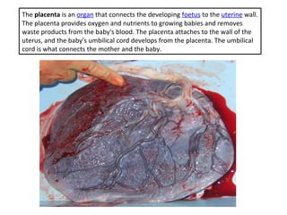 The placenta is an organ that connects the developing foetus to the uterine wall.
The placenta provides oxygen and nutrients to growing babies and removes
waste products from the baby's blood. The placenta attaches to the wall of the
uterus, and the baby's umbilical cord develops from the placenta. The umbilical
cord is what connects the mother and the baby.
 
