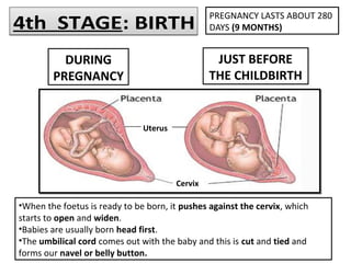4th STAGE: BIRTH4th STAGE: BIRTH
PREGNANCY LASTS ABOUT 280
DAYS (9 MONTHS)
DURING
PREGNANCY
JUST BEFORE
THE CHILDBIRTH
•When the foetus is ready to be born, it pushes against the cervix, which
starts to open and widen.
•Babies are usually born head first.
•The umbilical cord comes out with the baby and this is cut and tied and
forms our navel or belly button.
Uterus
Cervix
 