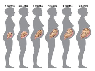 Unit 3. REPRODUCTION