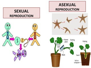 SEXUAL
REPRODUCTION
ASEXUAL
REPRODUCTION
 