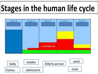PREBIRTH
Stages in the human life cycle
baby toddler
child
adult
adolescent
Elderly person
Foetus
 