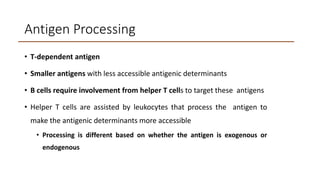 Antigen Processing
• T-dependent antigen
• Smaller antigens with less accessible antigenic determinants
• B cells require involvement from helper T cells to target these antigens
• Helper T cells are assisted by leukocytes that process the antigen to
make the antigenic determinants more accessible
• Processing is different based on whether the antigen is exogenous or
endogenous
 