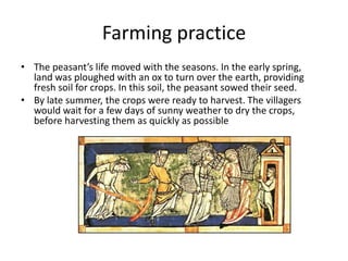 Farming practice
• The peasant’s life moved with the seasons. In the early spring,
land was ploughed with an ox to turn over the earth, providing
fresh soil for crops. In this soil, the peasant sowed their seed.
• By late summer, the crops were ready to harvest. The villagers
would wait for a few days of sunny weather to dry the crops,
before harvesting them as quickly as possible
 
