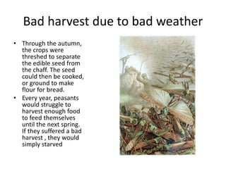 Bad harvest due to bad weather
• Through the autumn,
the crops were
threshed to separate
the edible seed from
the chaff. The seed
could then be cooked,
or ground to make
flour for bread.
• Every year, peasants
would struggle to
harvest enough food
to feed themselves
until the next spring.
If they suffered a bad
harvest , they would
simply starved
 