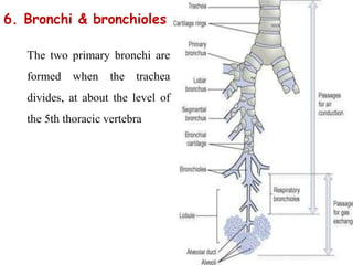 Respiratory System | PPT