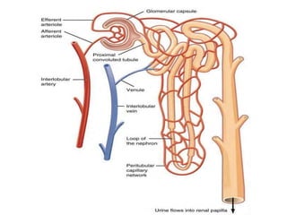 Urinary System | PPT