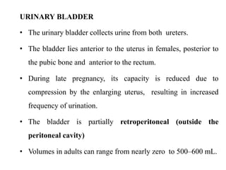 Bladder Compression Guide Urinary System | PPT