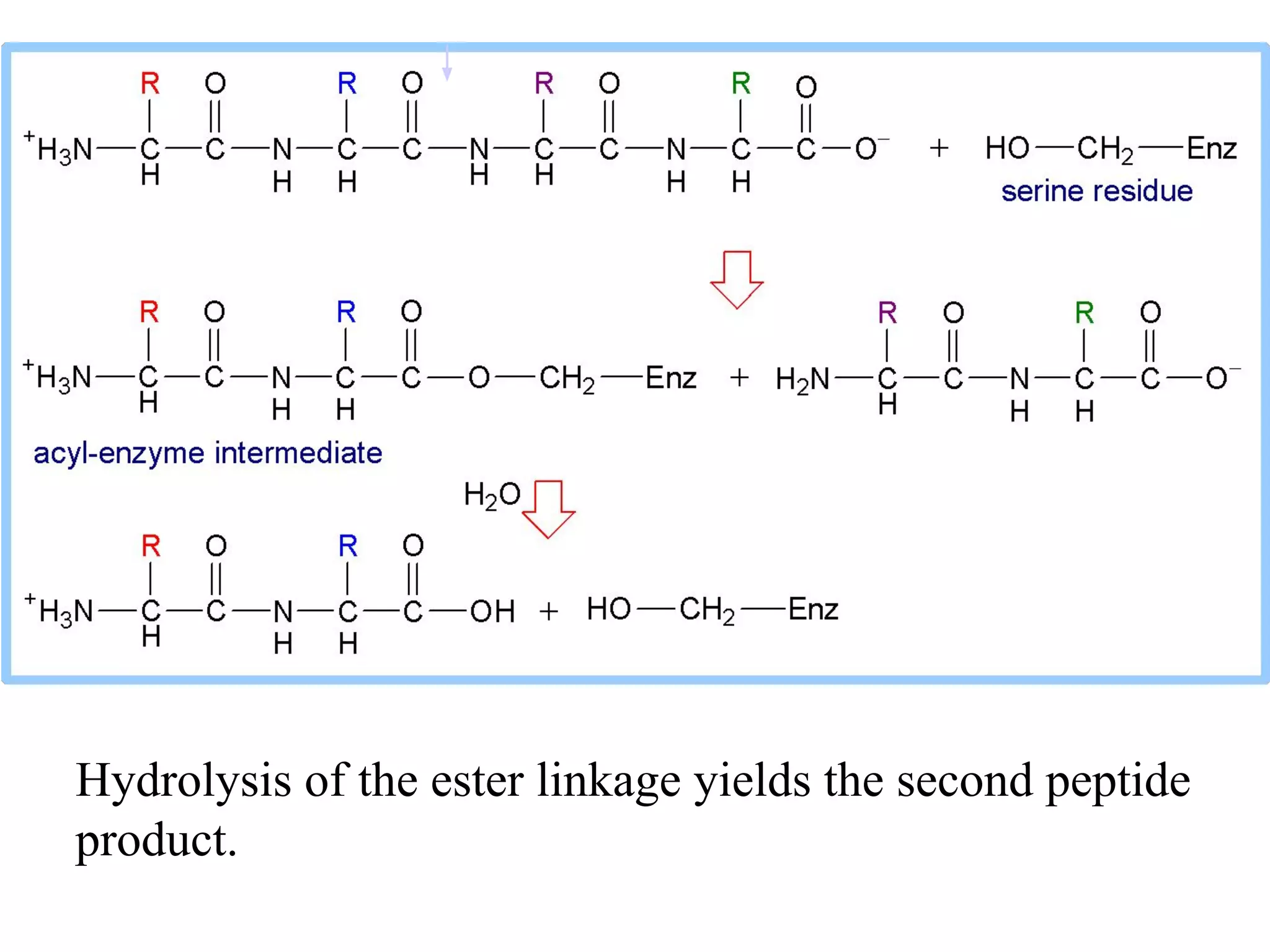 Hydrolysis of the ester linkage yields the second peptide
product.
 