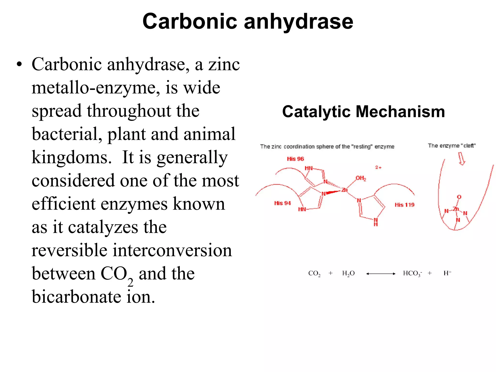 Carbonic anhydrase
• Carbonic anhydrase, a zinc
metallo-enzyme, is wide
spread throughout the
bacterial, plant and animal
kingdoms. It is generally
considered one of the most
efficient enzymes known
as it catalyzes the
reversible interconversion
between CO2
and the
bicarbonate ion.
Catalytic Mechanism
 