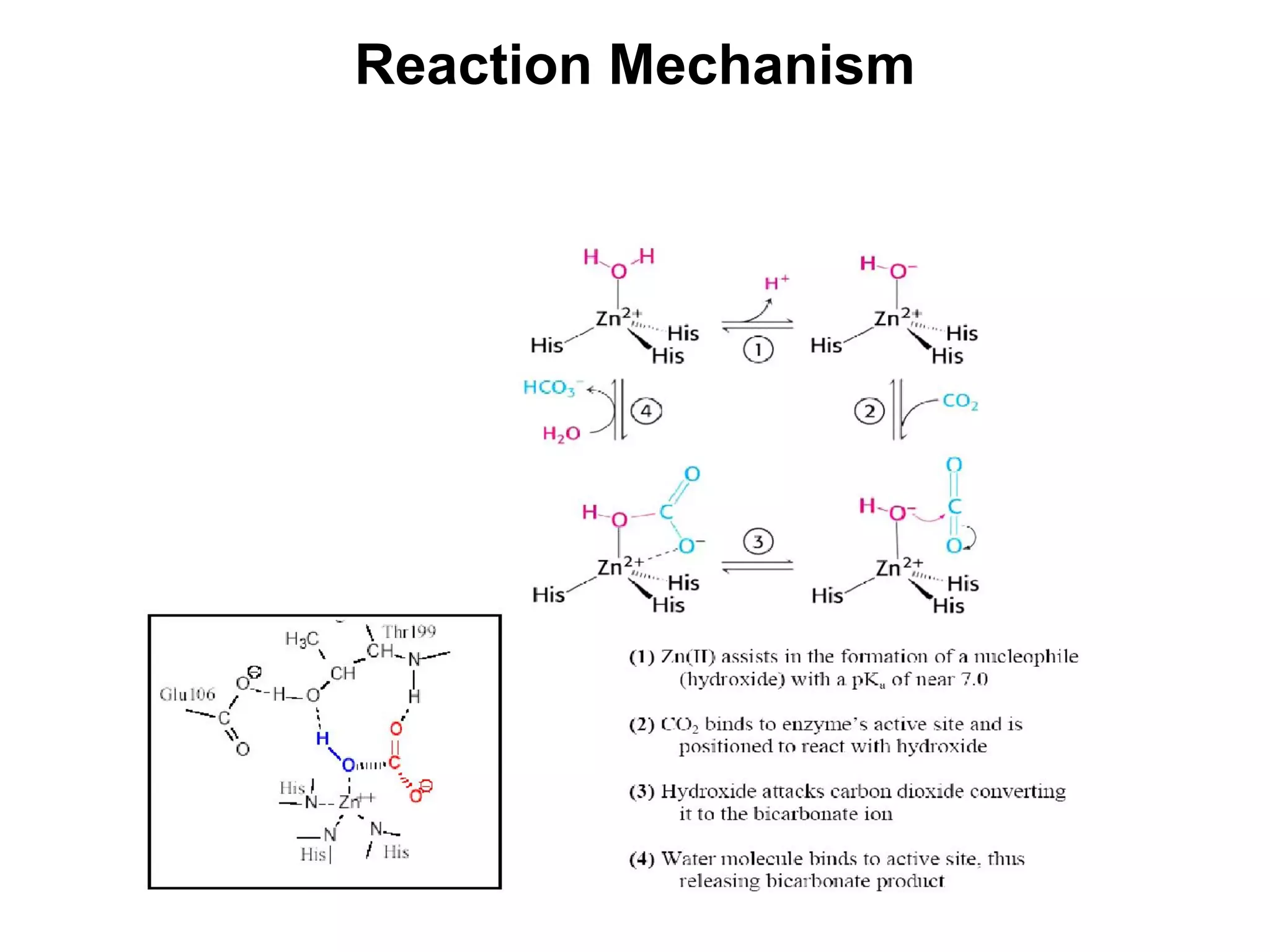 Reaction Mechanism
 