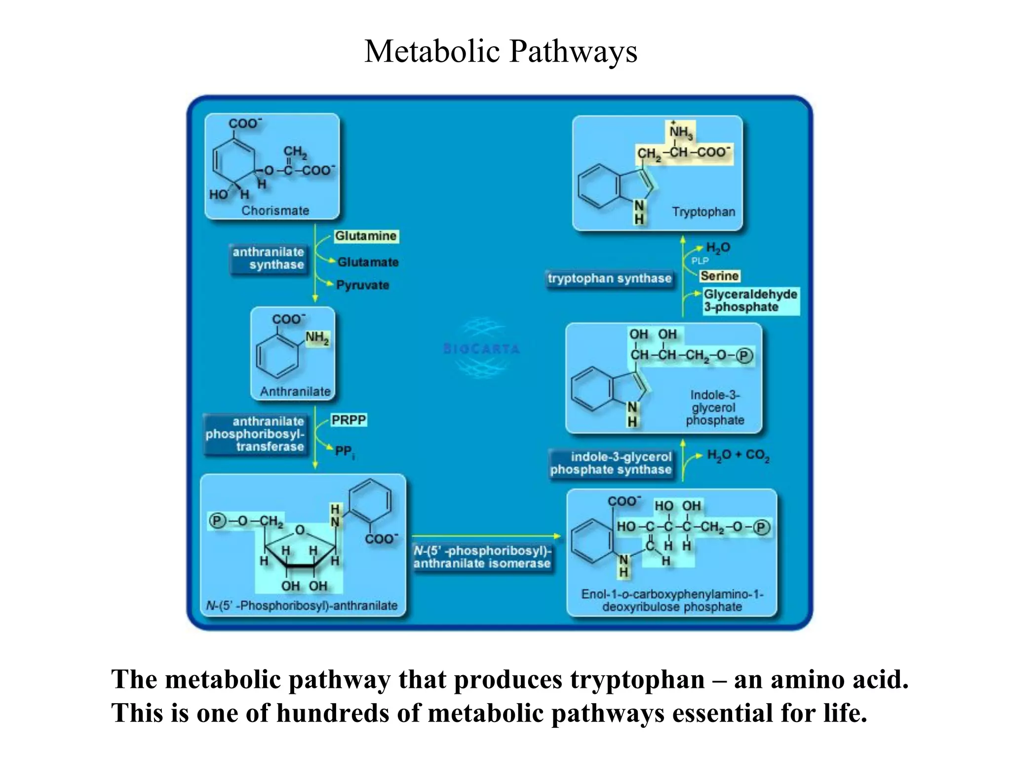 Metabolic Pathways
The metabolic pathway that produces tryptophan – an amino acid.
This is one of hundreds of metabolic pathways essential for life.
 