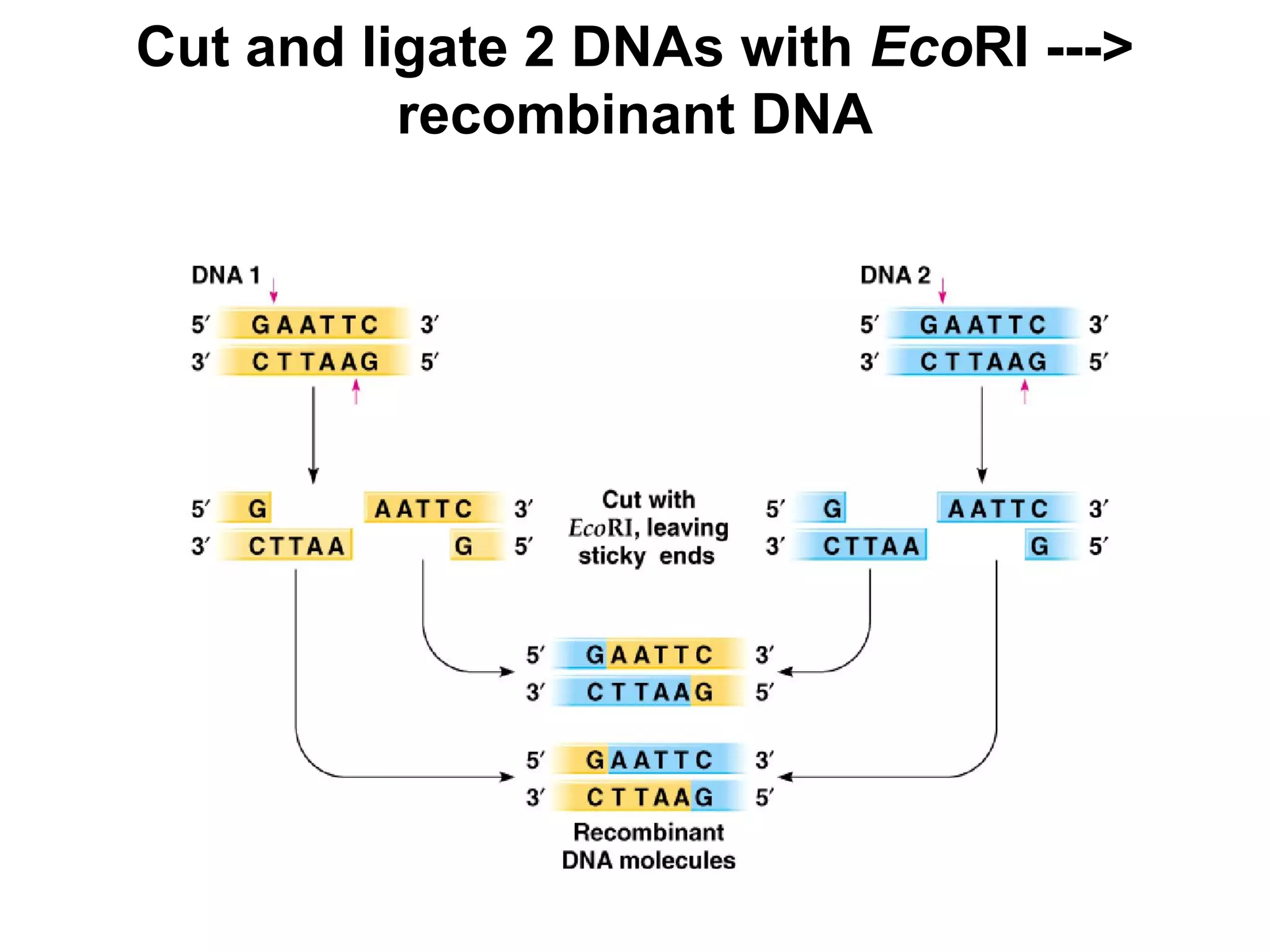 Cut and ligate 2 DNAs with EcoRI --->
recombinant DNA
 