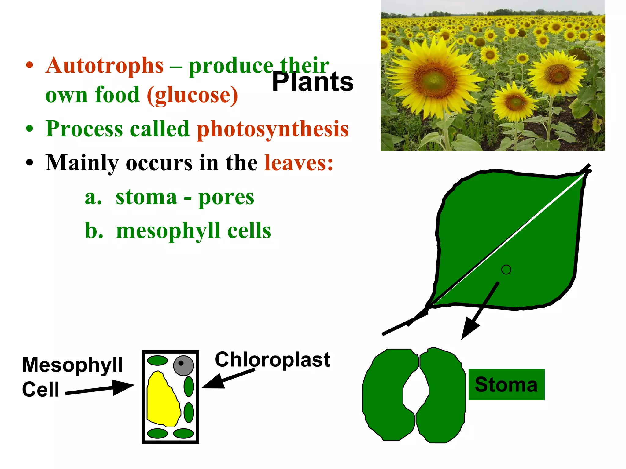 Plants
• Autotrophs – produce their
own food (glucose)
• Process called photosynthesis
• Mainly occurs in the leaves:
a. stoma - pores
b. mesophyll cells
Stoma
Mesophyll
Cell
Chloroplast
 