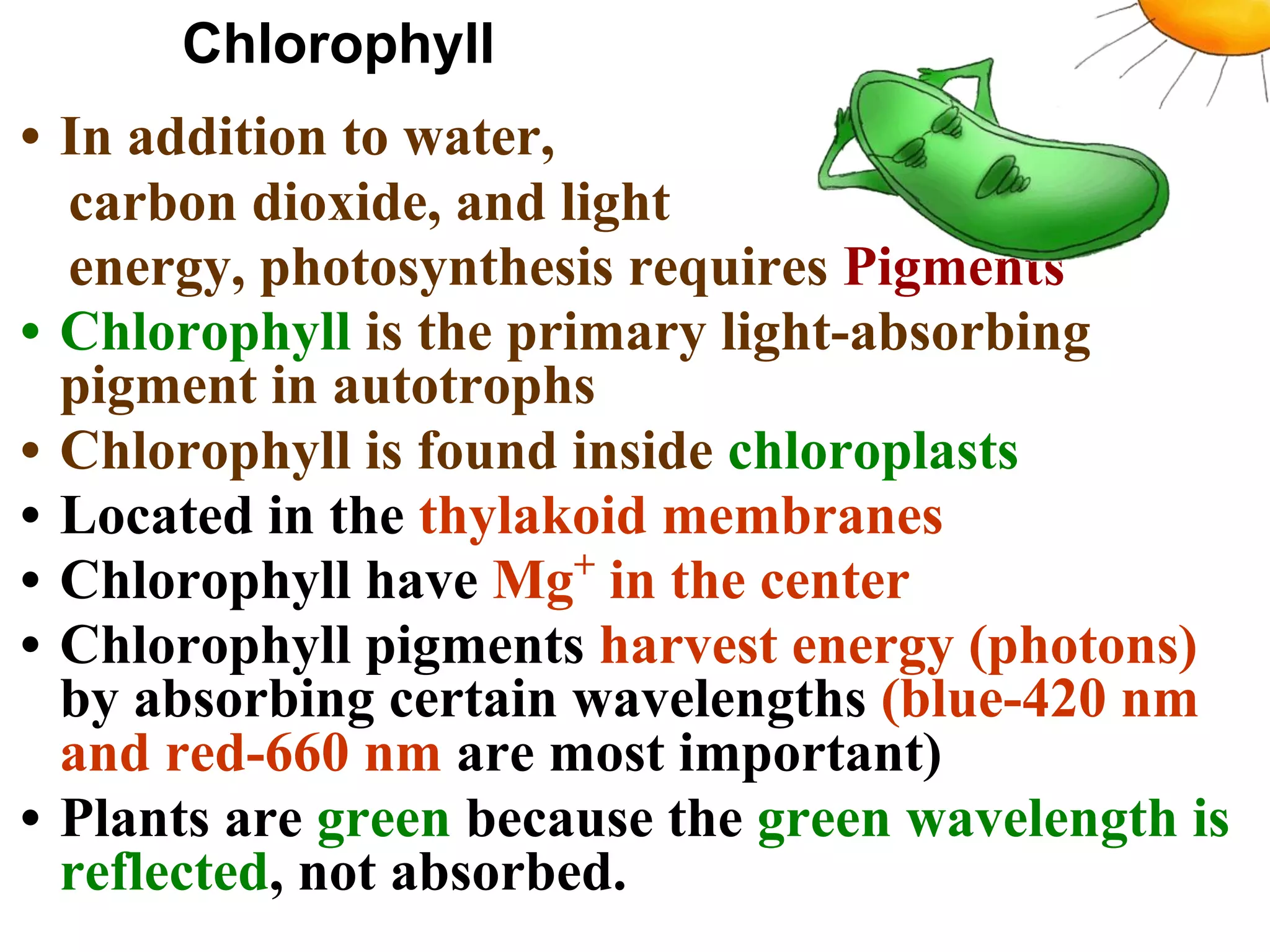 Chlorophyll
• In addition to water,
carbon dioxide, and light
energy, photosynthesis requires Pigments
• Chlorophyll is the primary light-absorbing
pigment in autotrophs
• Chlorophyll is found inside chloroplasts
• Located in the thylakoid membranes
• Chlorophyll have Mg+
in the center
• Chlorophyll pigments harvest energy (photons)
by absorbing certain wavelengths (blue-420 nm
and red-660 nm are most important)
• Plants are green because the green wavelength is
reflected, not absorbed.
 
