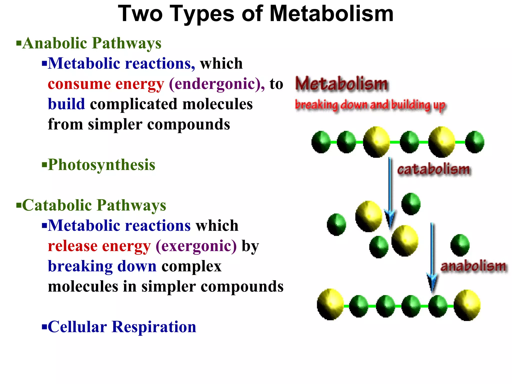 Two Types of Metabolism
▪Anabolic Pathways
▪Metabolic reactions, which
consume energy (endergonic), to
build complicated molecules
from simpler compounds
▪Photosynthesis
▪Catabolic Pathways
▪Metabolic reactions which
release energy (exergonic) by
breaking down complex
molecules in simpler compounds
▪Cellular Respiration
 