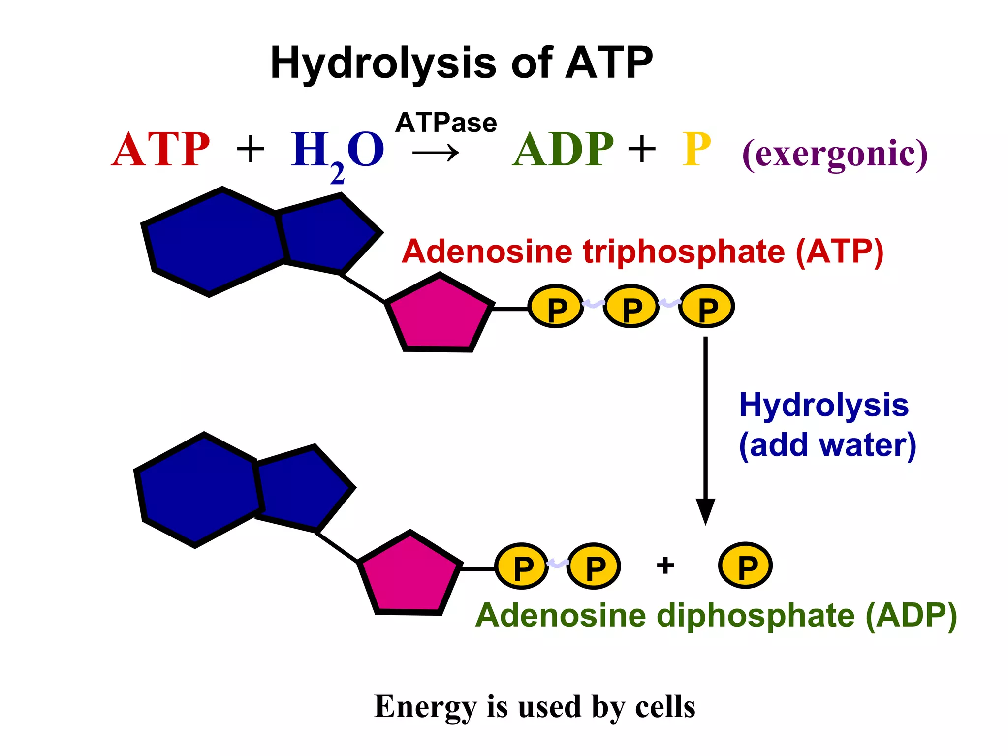 Hydrolysis of ATP
ATP + H2
O → ADP + P (exergonic)
Hydrolysis
(add water)
P P P
Adenosine triphosphate (ATP)
P P P
+
Adenosine diphosphate (ADP)
Energy is used by cells
ATPase
 
