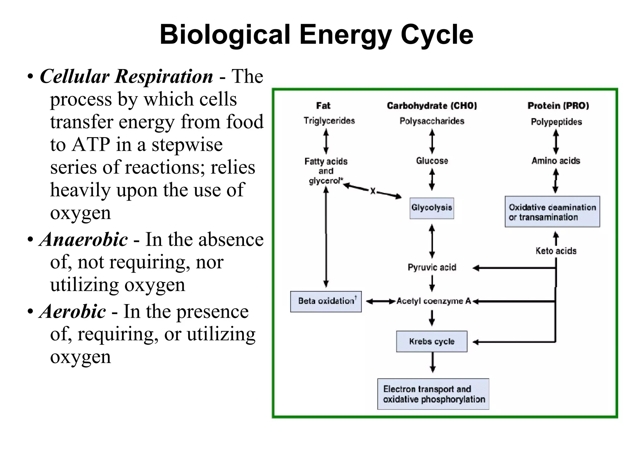 Biological Energy Cycle
• Cellular Respiration - The
process by which cells
transfer energy from food
to ATP in a stepwise
series of reactions; relies
heavily upon the use of
oxygen
• Anaerobic - In the absence
of, not requiring, nor
utilizing oxygen
• Aerobic - In the presence
of, requiring, or utilizing
oxygen
 