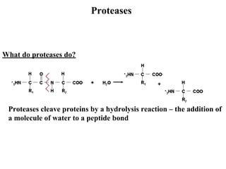 Proteases
What do proteases do?
Proteases cleave proteins by a hydrolysis reaction – the addition of
a molecule of water to a peptide bond
 
