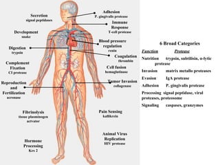 Adhesion
P. gingivalis protease
Immune
Response
T-cell protease
Reproduction
and
Fertilization
acronase
Tumor Invasion
collagenase
Coagulation
thrombin
Digestion
trypsin
Blood pressure
regulation
renin
Secretion
signal peptidases
Development
snake
Complement
Fixation
CI protease
Fibrinolysis
tissue plasminogen
actvator
Hormone
Processing
Kex 2
Animal Virus
Replication
HIV protease
Pain Sensing
kallikrein
Cell fusion
hemaglutinase
6 Broad Categories
Function Protease
Nutrition trypsin, subtilisin, α-lytic
protease
Invasion matrix metallo proteases
Evasion IgA protease
Adhesion P. gingivalis protease
Processing signal peptidase, viral
proteases, proteosome
Signaling caspases, granzymes
 