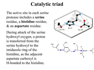 Catalytic triad
During attack of the serine
hydroxyl oxygen, a proton
is transferred from the
serine hydroxyl to the
imidazole ring of the
histidine, as the adjacent
aspartate carboxyl is
H-bonded to the histidine.
The active site in each serine
protease includes a serine
residue, a histidine residue,
& an aspartate residue.
 