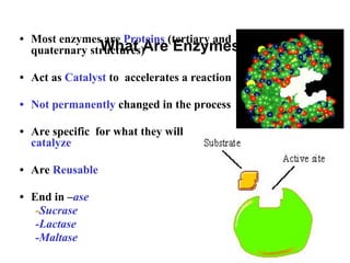 2
What Are Enzymes?
• Most enzymes are Proteins (tertiary and
quaternary structures)
• Act as Catalyst to accelerates a reaction
• Not permanently changed in the process
• Are specific for what they will
catalyze
• Are Reusable
• End in –ase
-Sucrase
-Lactase
-Maltase
 