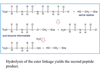 Hydrolysis of the ester linkage yields the second peptide
product.
 