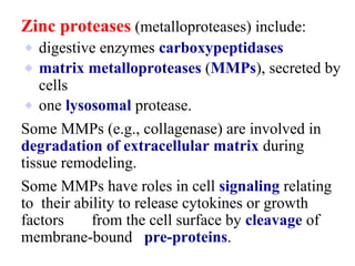 Zinc proteases (metalloproteases) include:
⬥ digestive enzymes carboxypeptidases
⬥ matrix metalloproteases (MMPs), secreted by
cells
⬥ one lysosomal protease.
Some MMPs (e.g., collagenase) are involved in
degradation of extracellular matrix during
tissue remodeling.
Some MMPs have roles in cell signaling relating
to their ability to release cytokines or growth
factors from the cell surface by cleavage of
membrane-bound pre-proteins.
 