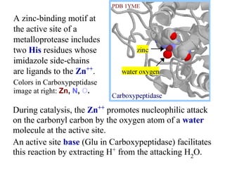 During catalysis, the Zn++
promotes nucleophilic attack
on the carbonyl carbon by the oxygen atom of a water
molecule at the active site.
An active site base (Glu in Carboxypeptidase) facilitates
this reaction by extracting H+
from the attacking H2
O.
A zinc-binding motif at
the active site of a
metalloprotease includes
two His residues whose
imidazole side-chains
are ligands to the Zn++
.
Colors in Carboxypeptidase
image at right: Zn, N, O.
 
