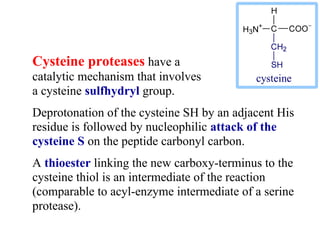 Cysteine proteases have a
catalytic mechanism that involves
a cysteine sulfhydryl group.
Deprotonation of the cysteine SH by an adjacent His
residue is followed by nucleophilic attack of the
cysteine S on the peptide carbonyl carbon.
A thioester linking the new carboxy-terminus to the
cysteine thiol is an intermediate of the reaction
(comparable to acyl-enzyme intermediate of a serine
protease).
 