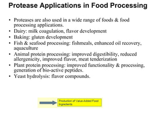 Protease Applications in Food Processing
• Proteases are also used in a wide range of foods & food
processing applications.
• Dairy: milk coagulation, flavor development
• Baking: gluten development
• Fish & seafood processing: fishmeals, enhanced oil recovery,
aquaculture
• Animal protein processing: improved digestibility, reduced
allergenicity, improved flavor, meat tenderization
• Plant protein processing: improved functionality & processing,
generation of bio-active peptides.
• Yeast hydrolysis: flavor compounds.
 