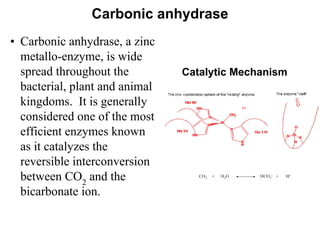 Carbonic anhydrase
• Carbonic anhydrase, a zinc
metallo-enzyme, is wide
spread throughout the
bacterial, plant and animal
kingdoms. It is generally
considered one of the most
efficient enzymes known
as it catalyzes the
reversible interconversion
between CO2
and the
bicarbonate ion.
Catalytic Mechanism
 