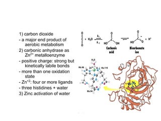 1) carbon dioxide
- a major end product of
aerobic metabolism
2) carbonic anhydrase as
Zn2+
metalloenzyme
- positive charge: strong but
kinetically labile bonds
- more than one oxidation
state
- Zn+2
: four or more ligands
- three histidines + water
3) Zinc activation of water
 