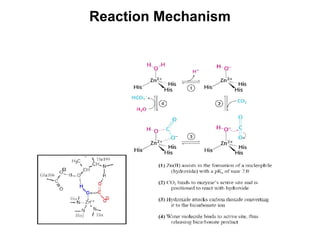 Reaction Mechanism
 