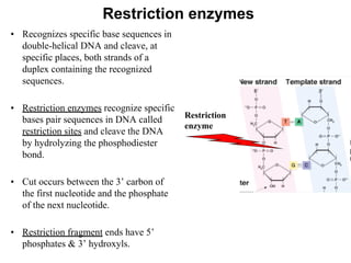 Restriction enzymes
• Recognizes specific base sequences in
double-helical DNA and cleave, at
specific places, both strands of a
duplex containing the recognized
sequences.
• Restriction enzymes recognize specific
bases pair sequences in DNA called
restriction sites and cleave the DNA
by hydrolyzing the phosphodiester
bond.
• Cut occurs between the 3’ carbon of
the first nucleotide and the phosphate
of the next nucleotide.
• Restriction fragment ends have 5’
phosphates & 3’ hydroxyls.
Restriction
enzyme
 