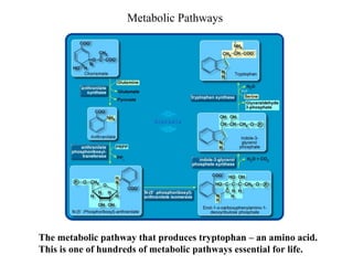 Metabolic Pathways
The metabolic pathway that produces tryptophan – an amino acid.
This is one of hundreds of metabolic pathways essential for life.
 