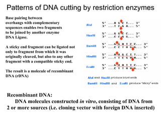 Patterns of DNA cutting by restriction enzymes
Base pairing between
overhangs with complementary
sequences enables two fragments
to be joined by another enzyme
DNA Ligase.
A sticky end fragment can be ligated not
only to fragment from which it was
originally cleaved, but also to any other
fragment with a compatible sticky end.
The result is a molecule of recombinant
DNA (rDNA)
Recombinant DNA:
DNA molecules constructed in vitro, consisting of DNA from
2 or more sources (i.e. cloning vector with foreign DNA inserted)
 