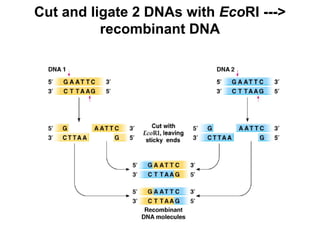 Cut and ligate 2 DNAs with EcoRI --->
recombinant DNA
 