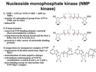 Nucleoside monophosphate kinase (NMP
kinase)
1) NMP + ATP (or NTP) ⇄ NDP + ADP (or
NDP)
- transfer of a phosphoryl group from ATP to
NMP, not to water
- induced fit
2) P-loop structure
- conserved NTP-binding domain: central β
sheet surrounded by α helices
- a loop between the first β strand and the first α
helix: Gly-X-X-X-X-Gly-Lys
- present in a wide variety of nucleotide-binding
proteins
3) magnesium (or manganese) complex of NTP
- requirement of divalent metal ions, Mg2+ or
Mn2+
- neutralization of some negative charges
- well-defined conformations of NTP by
coordination: α and β, β and γ, or α and γ.
- more binding energy by interaction with
NTP-Mg2+ complex
 