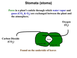Stomata (stoma)
Pores in a plant’s cuticle through which water vapor and
gases (CO2
& O2
) are exchanged between the plant and
the atmosphere.
Guard Cell
Guard Cell
Carbon Dioxide
(CO2
)
Oxygen
(O2
)
Found on the underside of leaves
Stoma
 