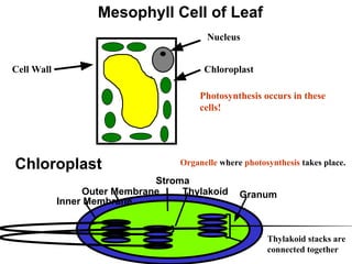 Mesophyll Cell of Leaf
Cell Wall
Nucleus
Chloroplast
Photosynthesis occurs in these
cells!
Thylakoid stacks are
connected together
Granum
Thylakoid
Outer Membrane
Inner Membrane
Stroma
Chloroplast Organelle where photosynthesis takes place.
 